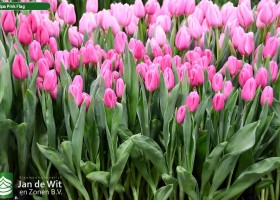 Tulipa Pink Flag ® (2)